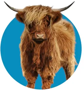 Browse exotics Exotic animal