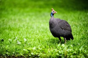 Helmeted Guineafowl walking through green meadows.