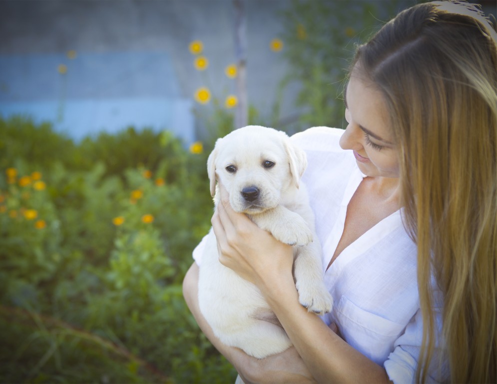 Close up of woman in white blouse with labrador puppy in a summer garden