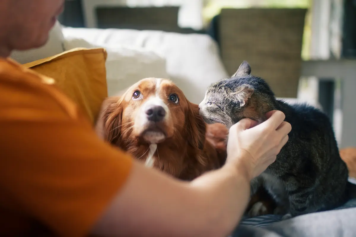 A pet owner petting their dog and cat