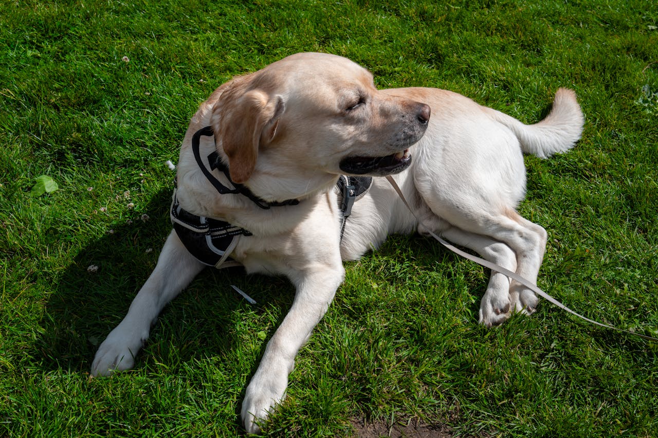 Happy dog laying in the grass
