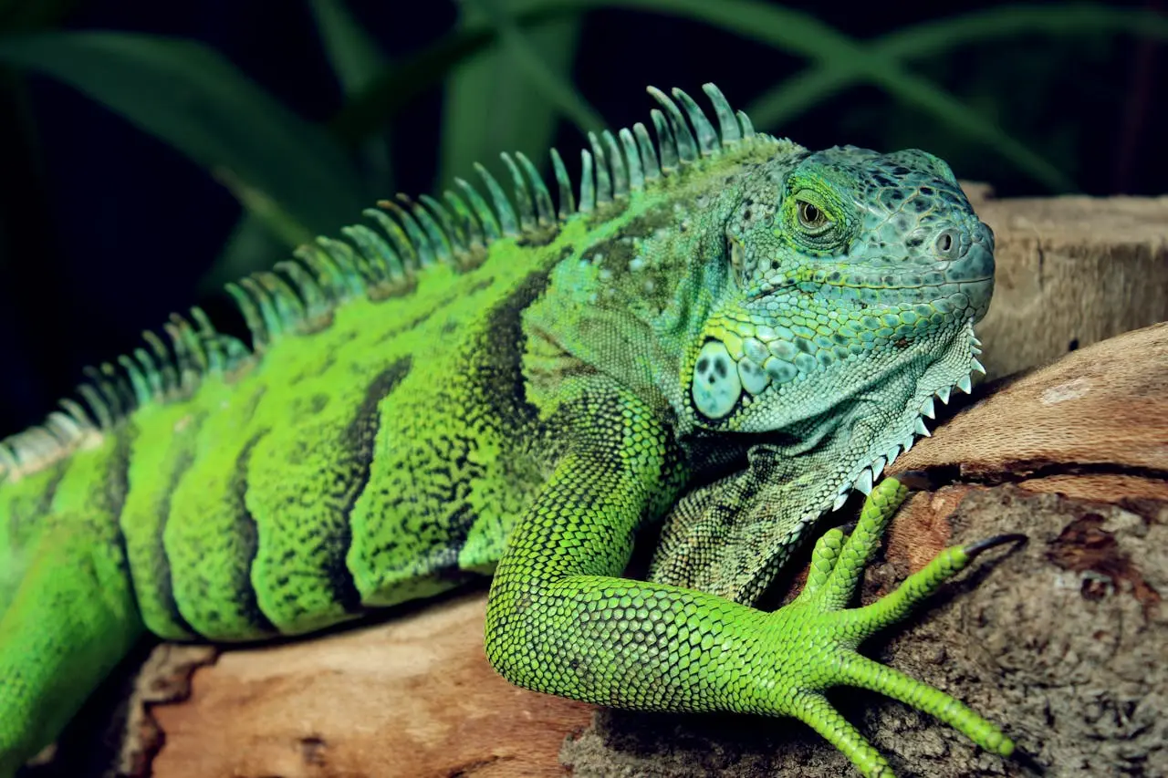Green iguana on a tree stump