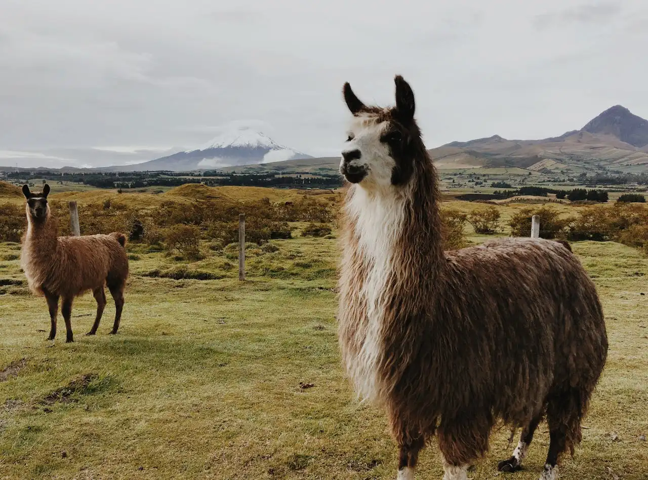 A llama and an alpaca standing in a field