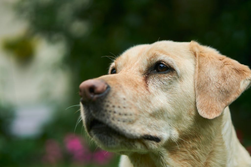 Golden labrador dog