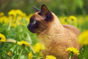 A siamese cat laying in a sunflower field