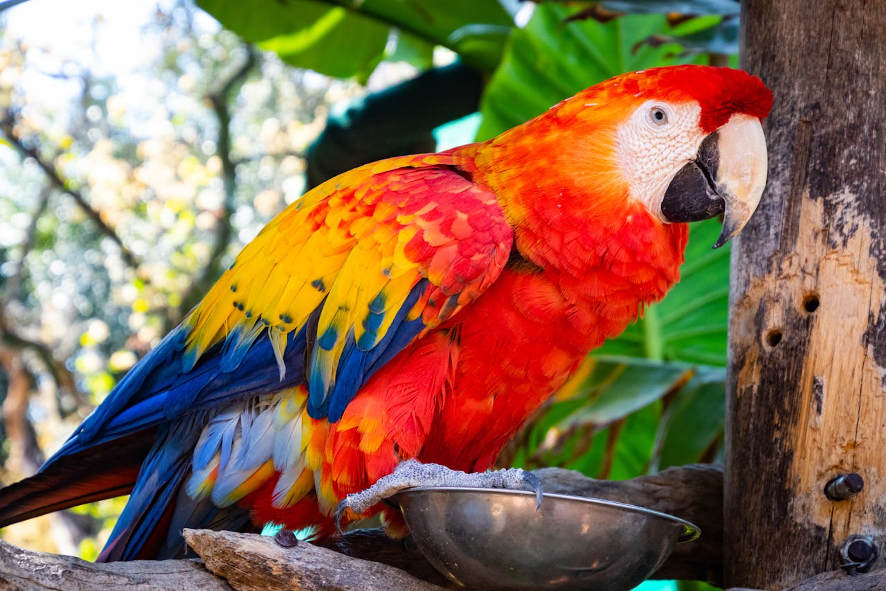 Colorful parrot perched on its feeding bowl