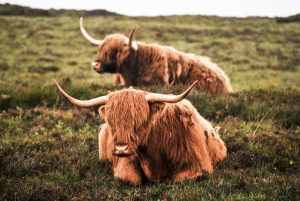 Highland cows laying in a rainy field
