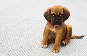 Innocent puppy sitting on carpet