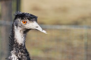 Portrait of beautiful emu