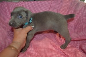 Blue Female (blue collar)