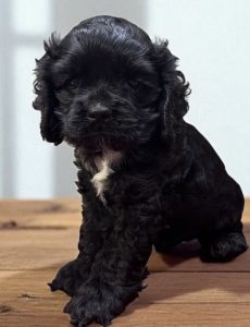 Reserved Joshua small