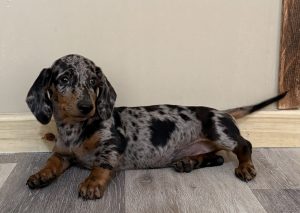 Black and tan dapple