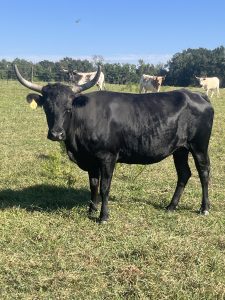 Black horned cow