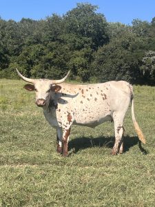 Red and white horned cow