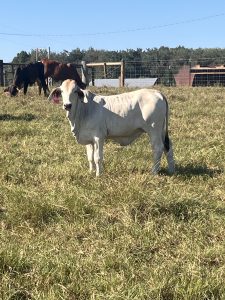 Gray Brahman heifer